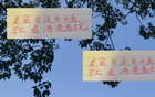 深圳申花等隊引外援國腳，夏窗期待海港大魚。
