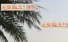 22輪后，僅兩隊進球超50，萊昂海港、發(fā)飆北京國安。