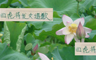 張玉寧發(fā)飆，古加塞鳥，國安四虎致歉，0-6敗后集體道歉