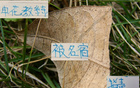曹赟定申花教練言論對比 塞蒂恩用張稀哲更顯智慧