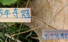心痛去年申花，今年中超冠軍或更低分。